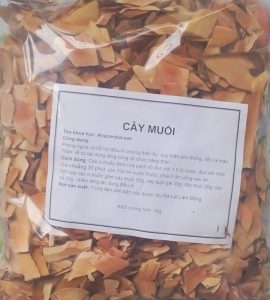 Địa chỉ mua cây muối tại Đắk Hà Kon Tum giá rẻ uy tín