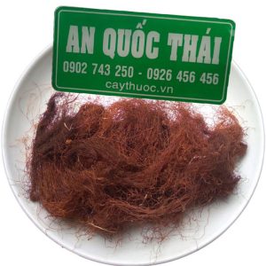 Địa chỉ bán râu bắp Đắk Hà Kon Tum giá tốt