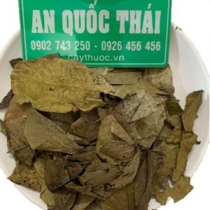 Địa chỉ mua bán sỉ lẻ lá muồng trâu tại Đắk Hà Kon Tum