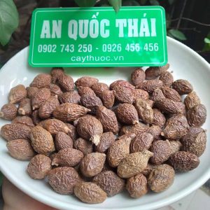 Mua bán hạt đười ươi tại Đắk Hà Kon Tum