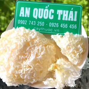 Mua bán sỉ lẻ nấm tuyết tại Đắk Hà Kon Tum